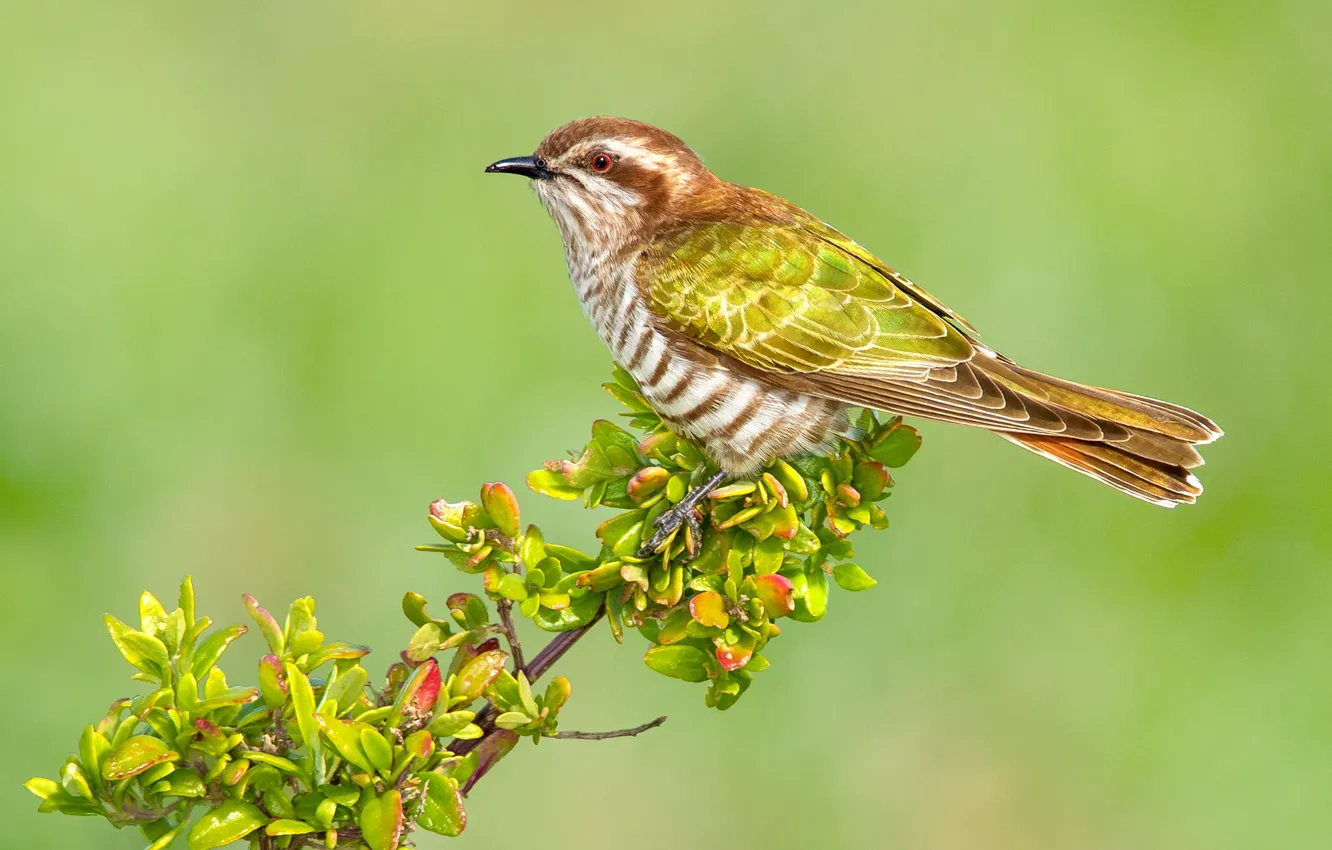 Photo wallpaper leaves, branches, bird, Australia, red-tailed bronze cuckoo