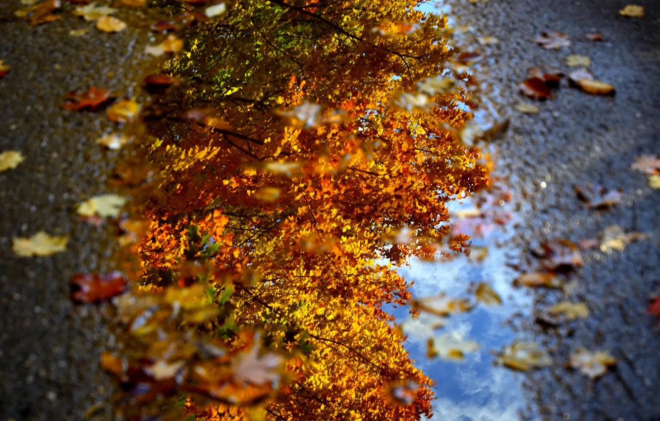 Photo wallpaper autumn, water, macro, foliage, puddle, Dave рhotography
