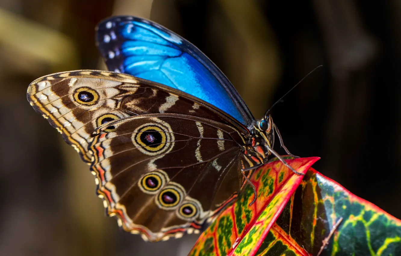 Photo wallpaper nature, butterfly, wings, moth, Morpho Peleid