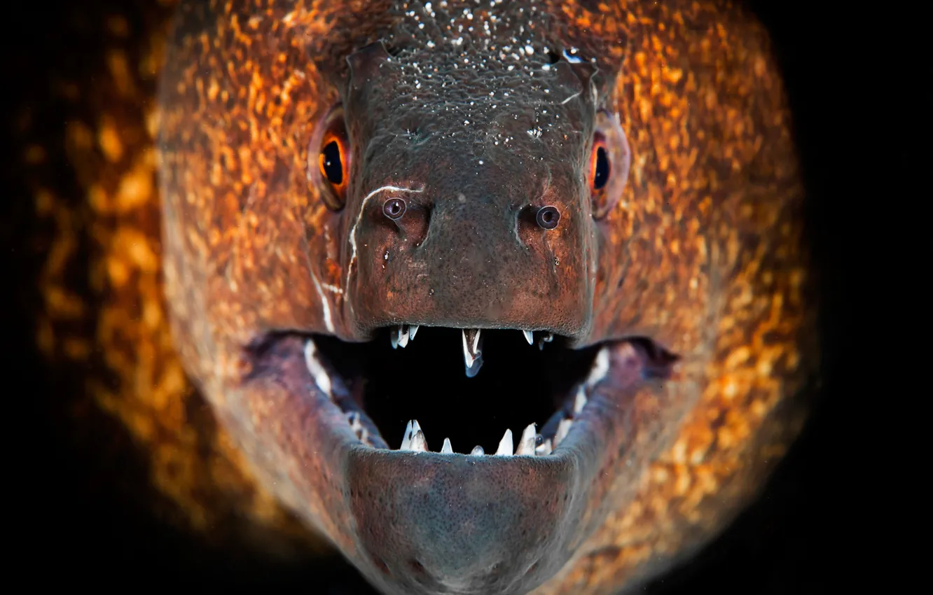 Photo wallpaper macro, fish, teeth, mouth, Moray