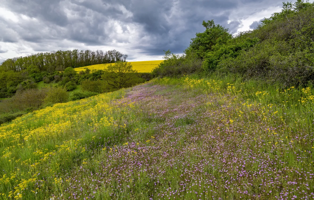 Photo wallpaper field, forest, flowers, hills, slope, meadow