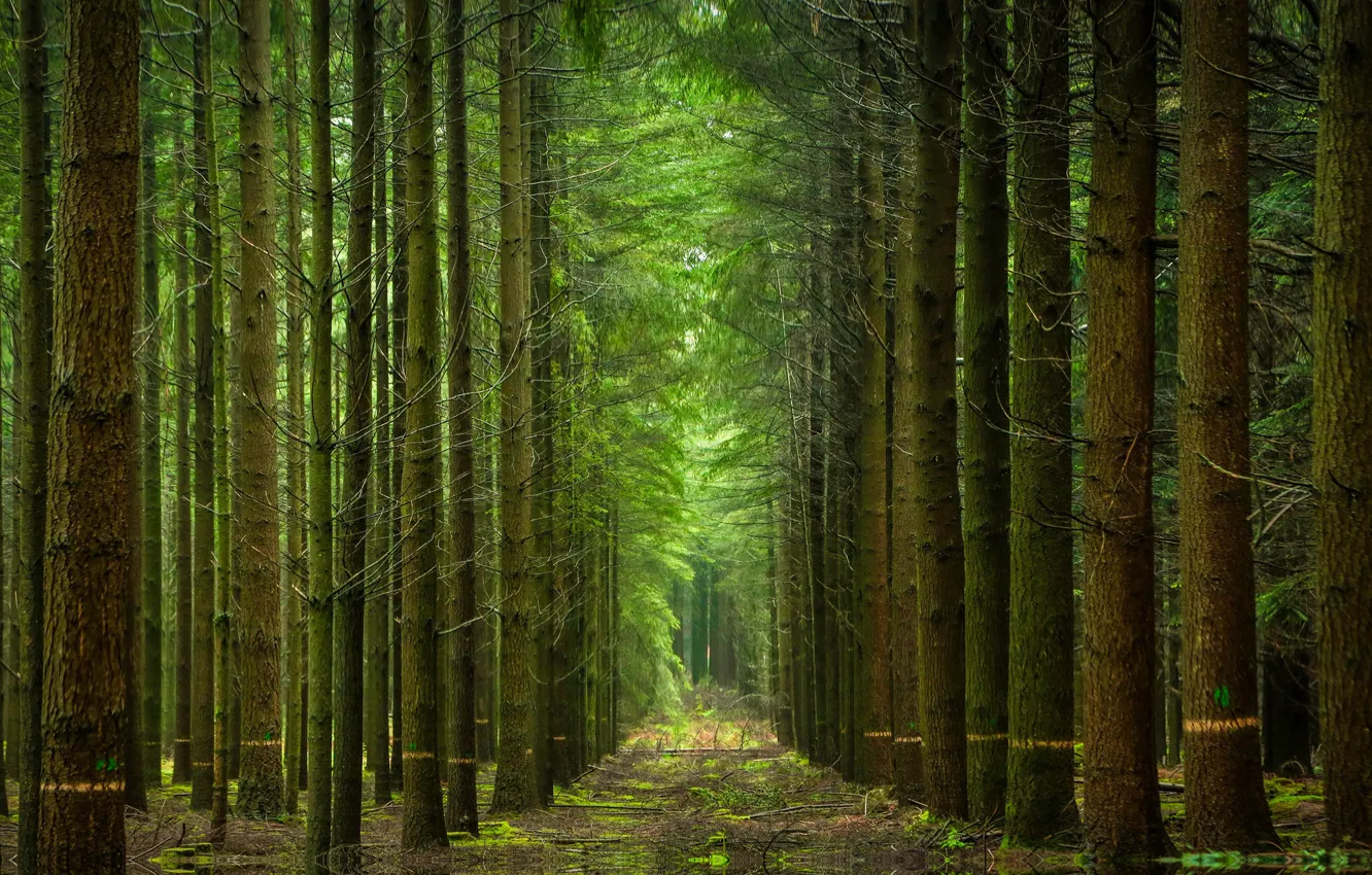 Photo wallpaper forest, trees, nature