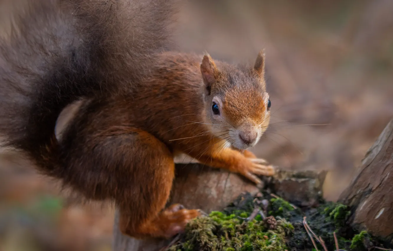 Photo wallpaper nature, animal, moss, stump, protein, animal, rodent