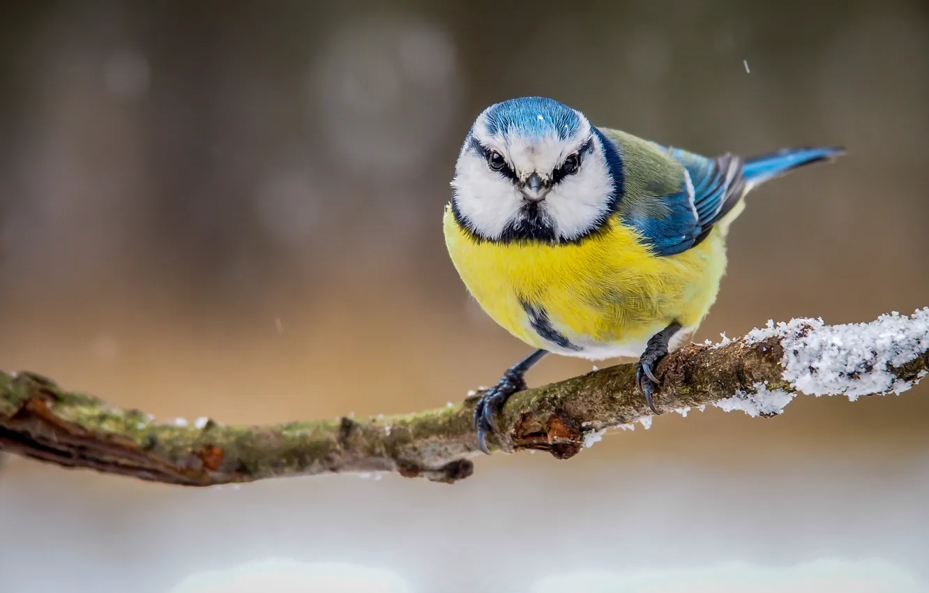 Photo wallpaper winter, bird, color, branch, feathers, tit