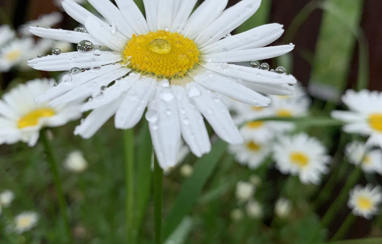 Photo wallpaper summer, rain, chamomile, raindrops