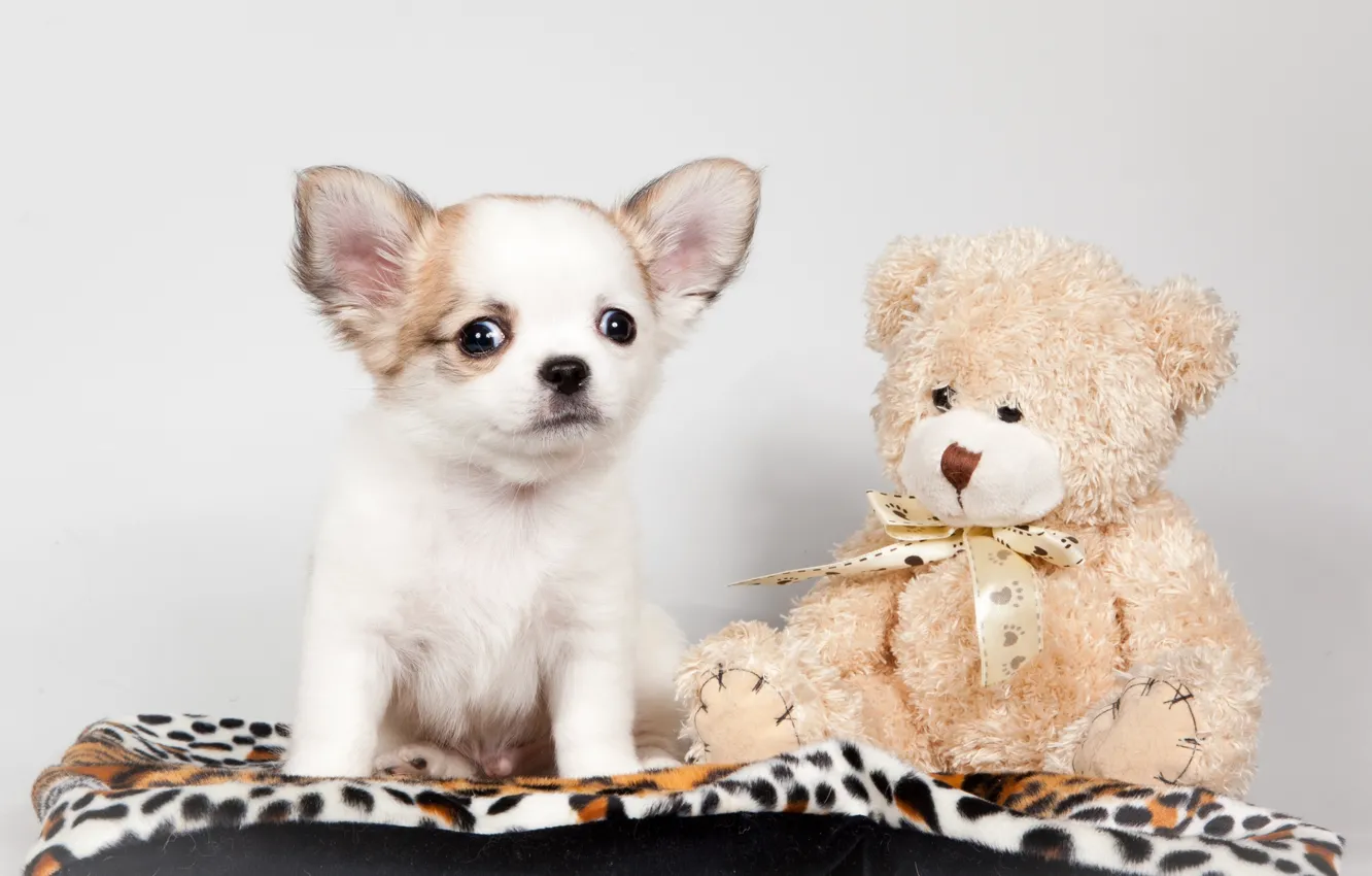 Photo wallpaper toy, puppy, bear, Chihuahua