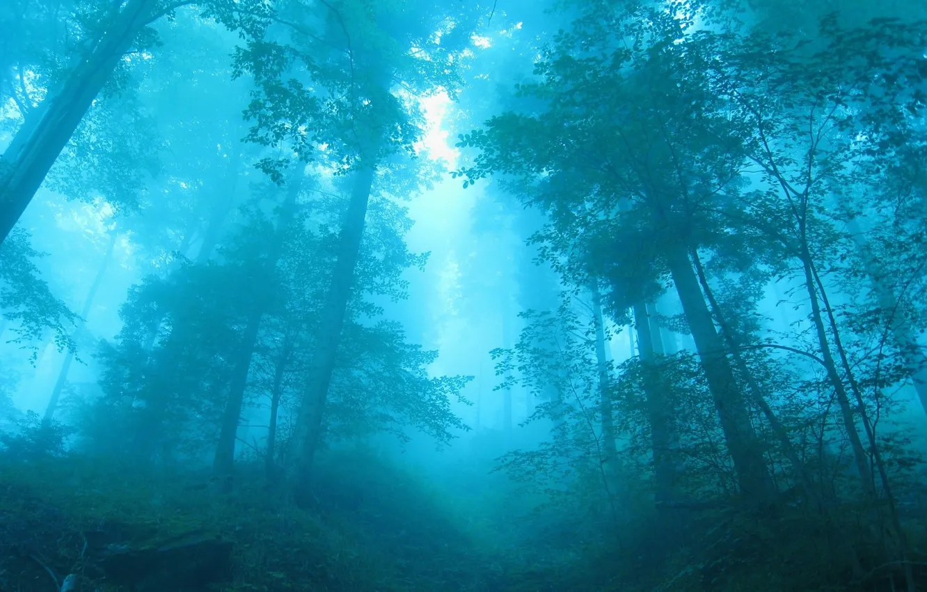 Photo wallpaper forest, trees, blue, fog