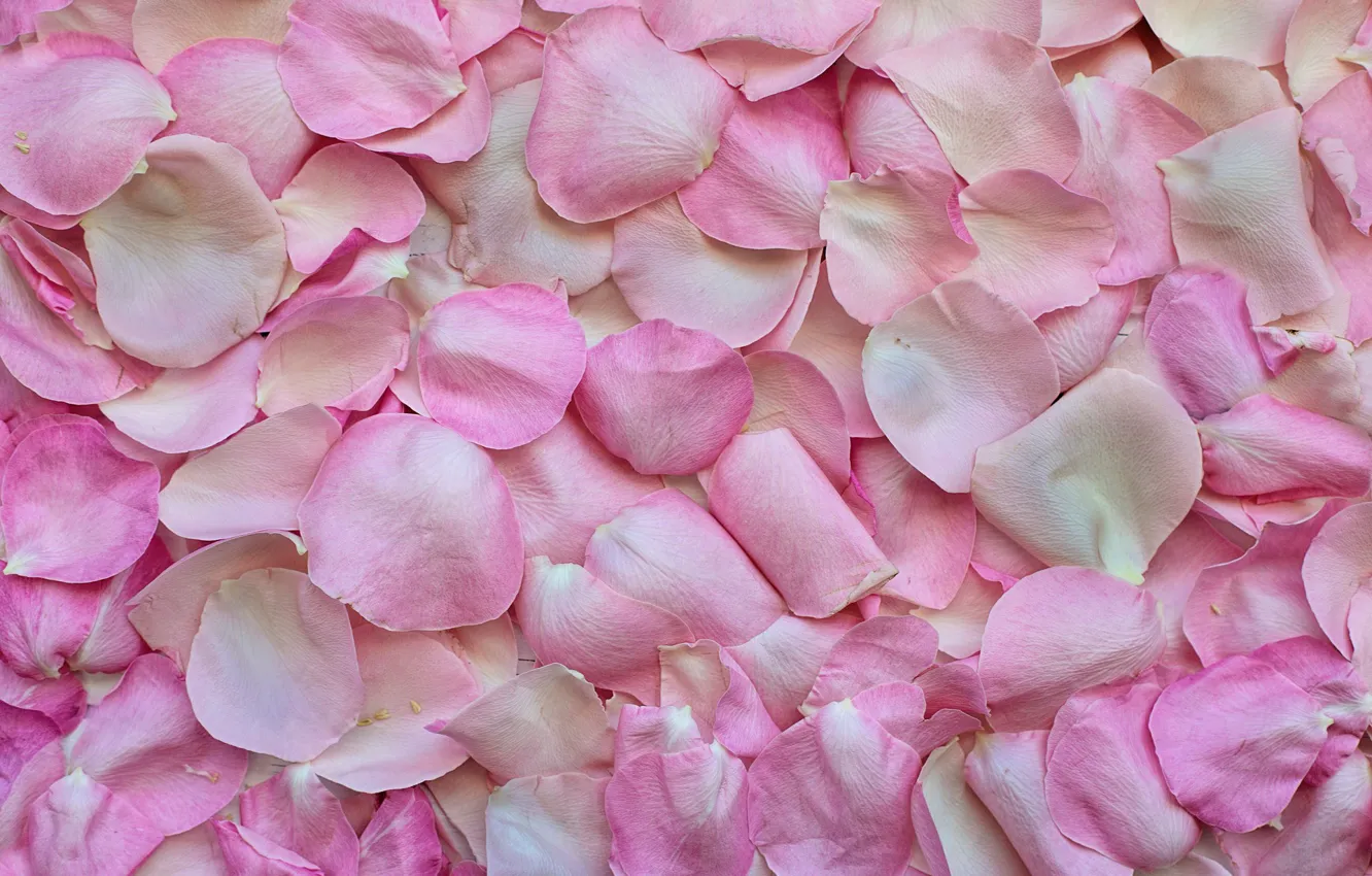Photo wallpaper flowers, roses, petals, Texture