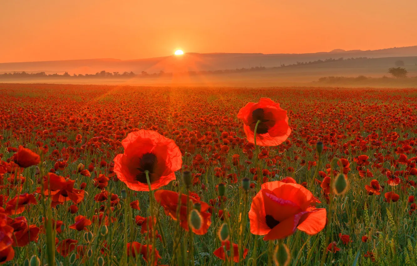 Photo wallpaper summer, the sky, the sun, light, sunset, flowers, red, dawn