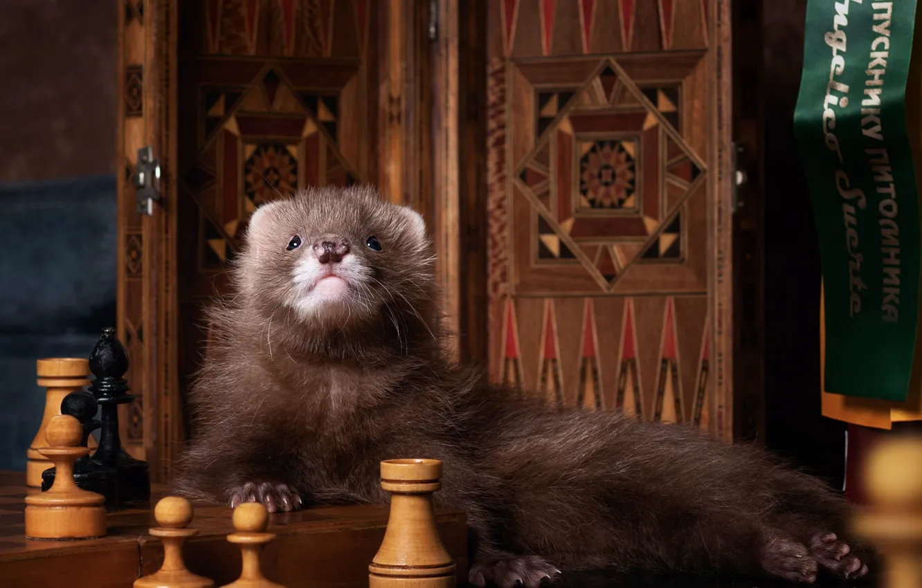 Photo wallpaper look, pose, table, the inscription, chess, lies, box, face