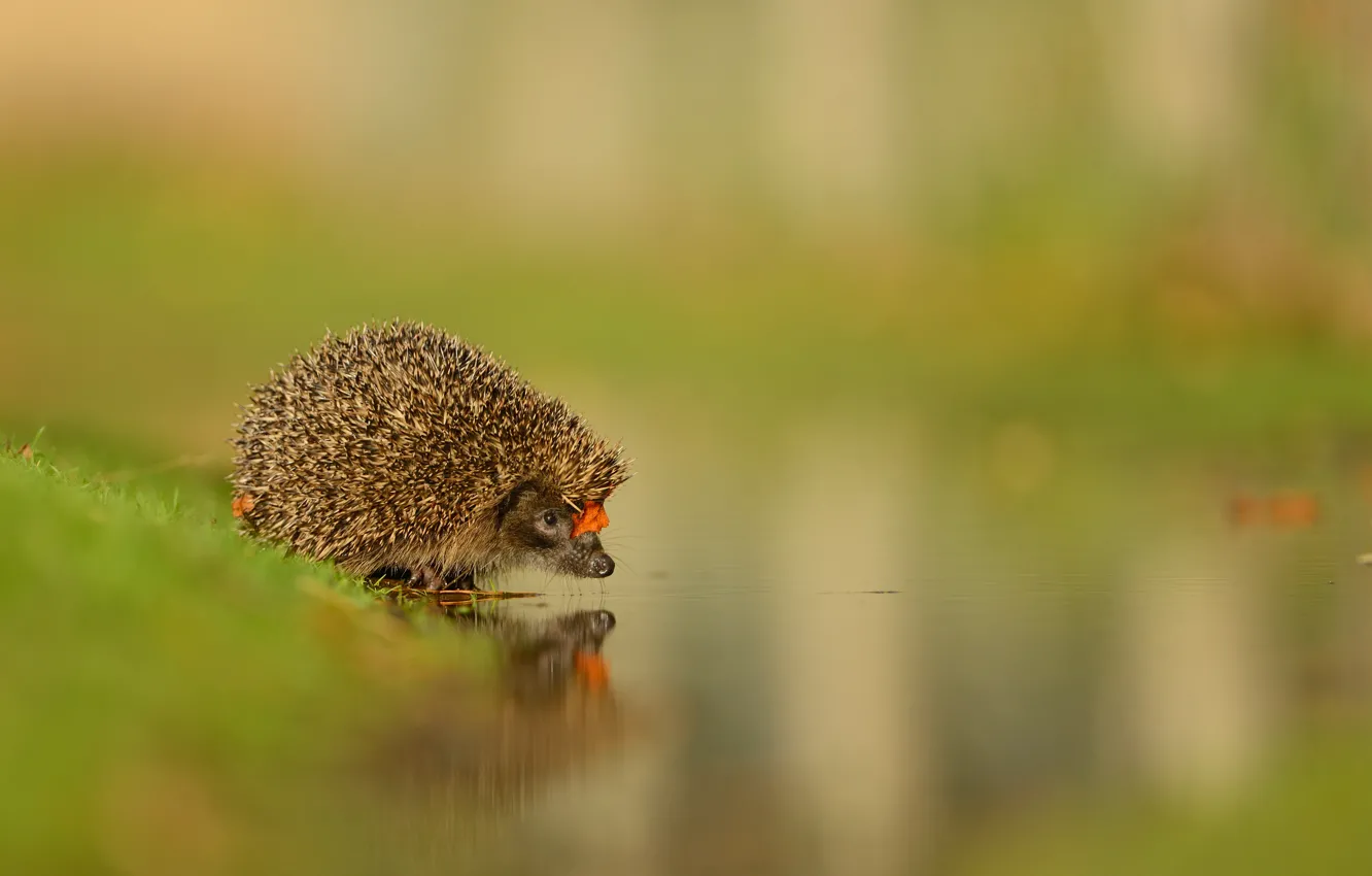 Photo wallpaper look, water, nature, reflection, background, leaf, muzzle, pond