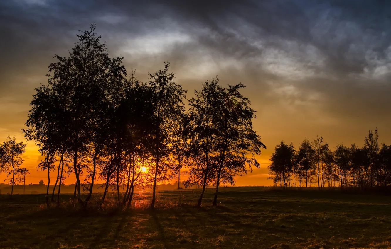 Photo wallpaper field, trees, sunset