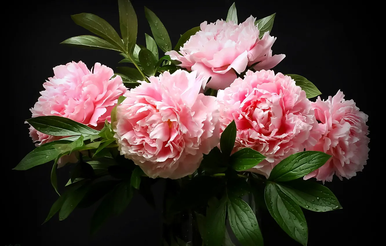 Photo wallpaper bouquet, pink, peonies, the dark background, Alexander Razgulyaev