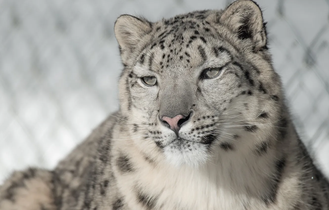Photo wallpaper face, portrait, predator, IRBIS, snow leopard, wild cat, snow leopard