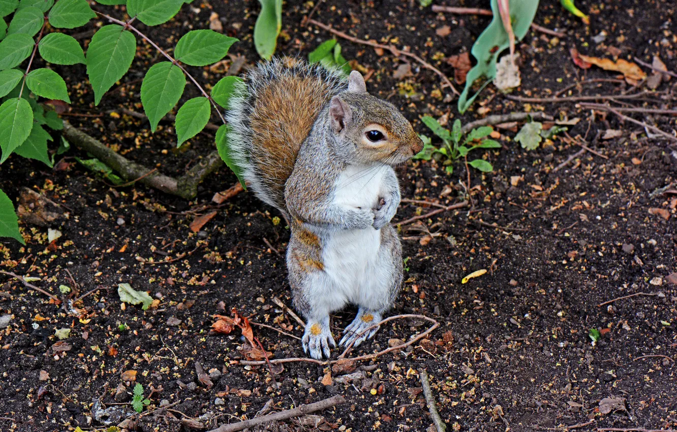 Photo wallpaper protein, stand, rodent