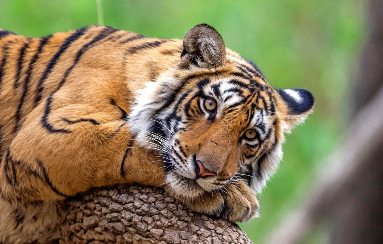 Photo wallpaper cat, predator, Bengal tiger