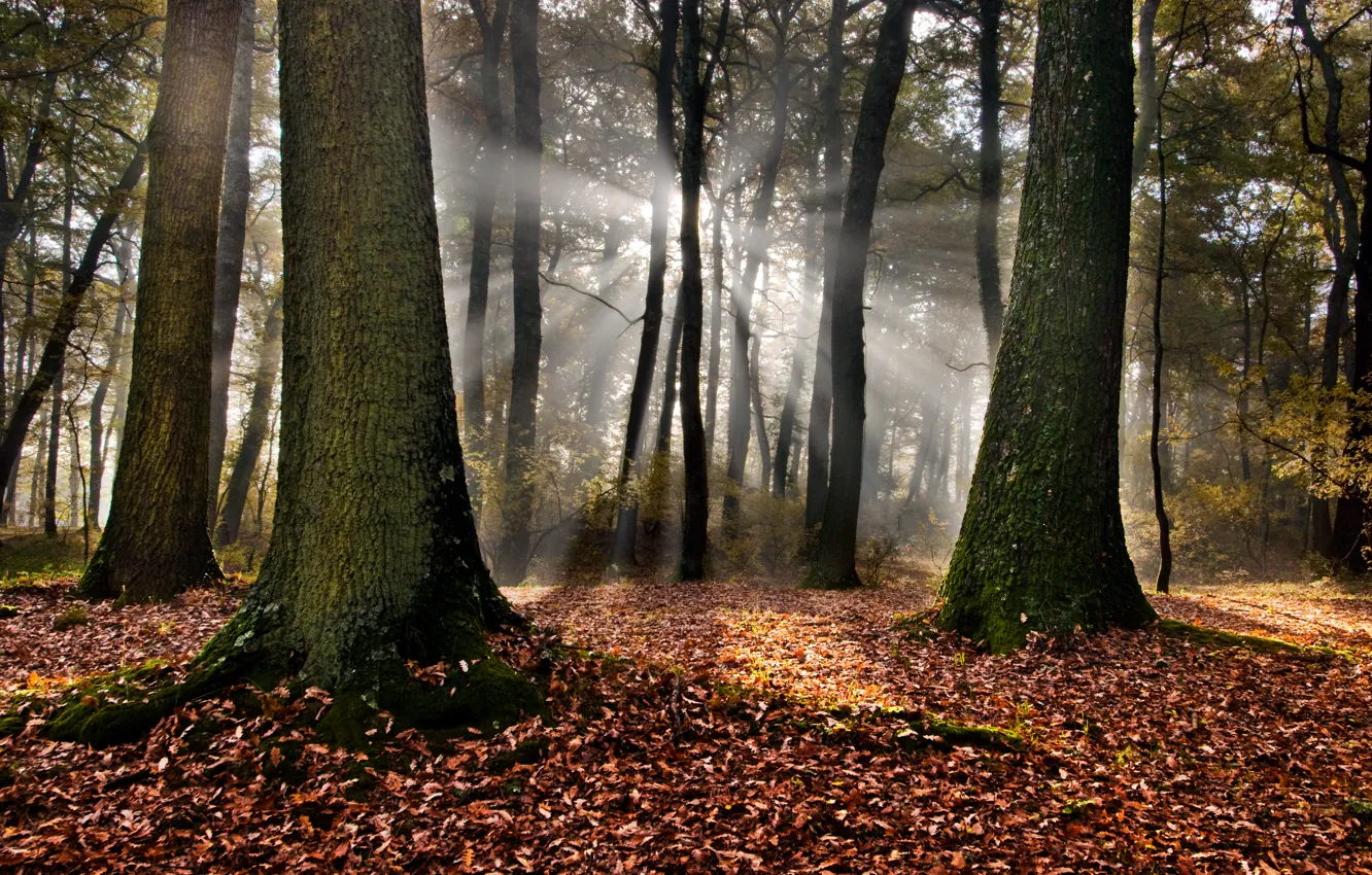 Photo wallpaper forest, leaves, the sun, trees, Italy, sunshine, forest, trees