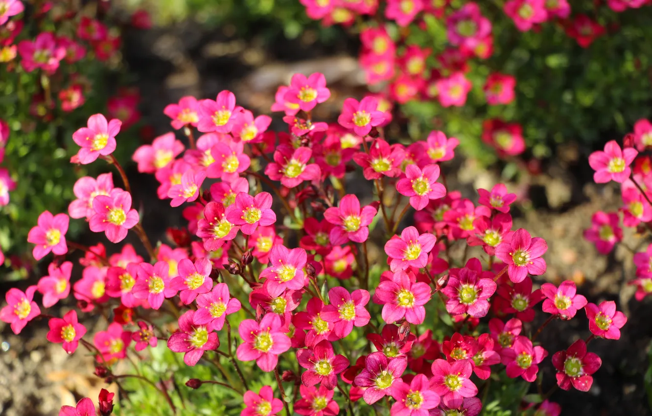 Photo wallpaper flower, pink, blooming