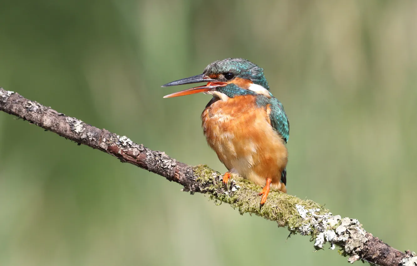 Photo wallpaper language, branches, green, background, bird, beak, bird, bokeh