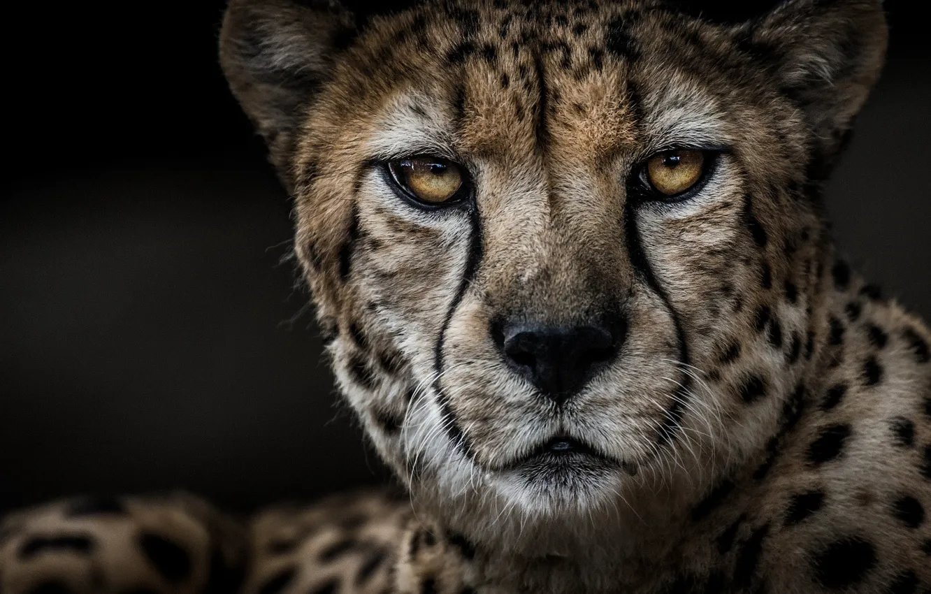 Photo wallpaper portrait, predator, Cheetah
