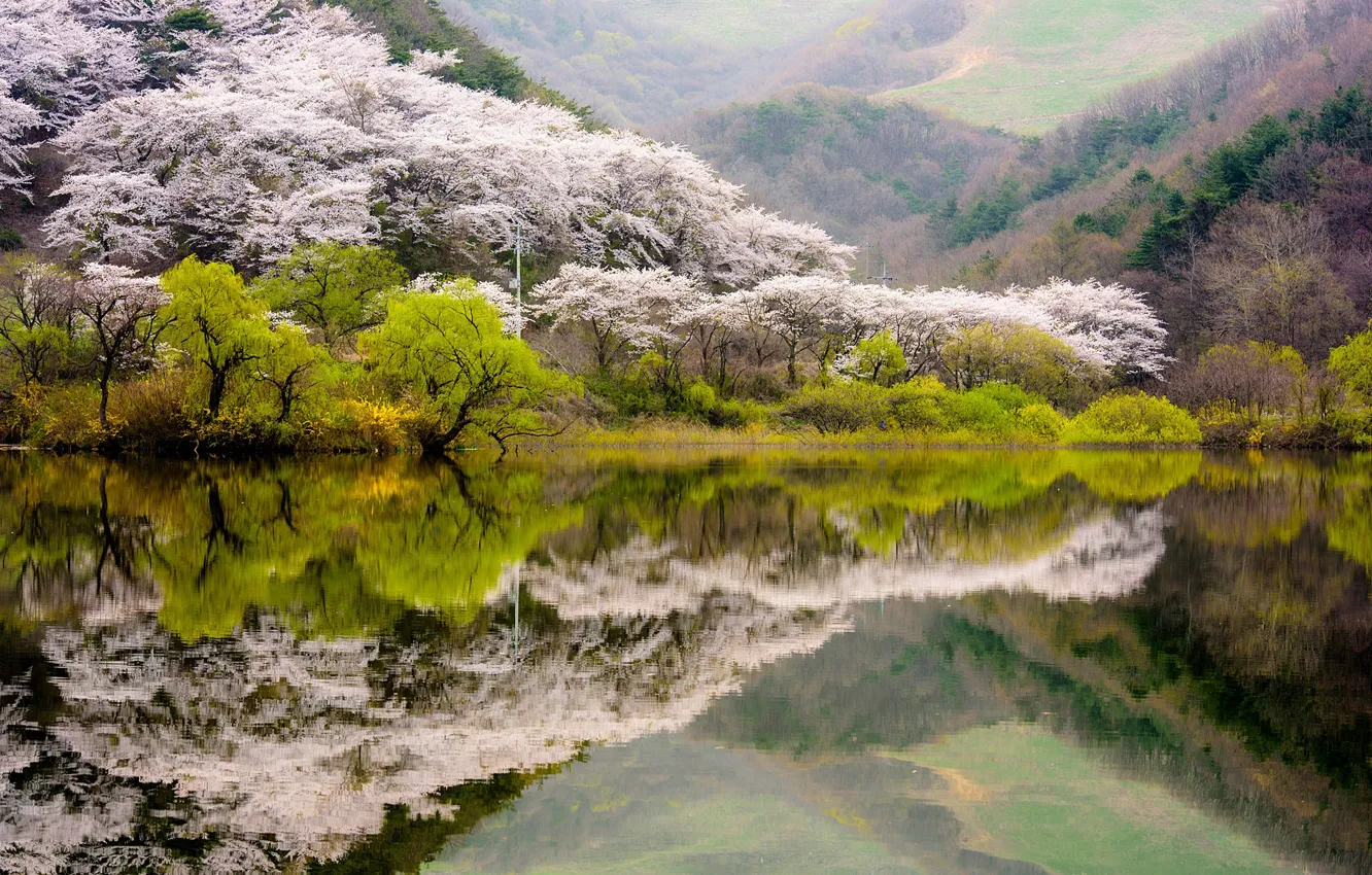 Photo wallpaper forest, water, trees, mountains, lake, reflection, spring, flowering