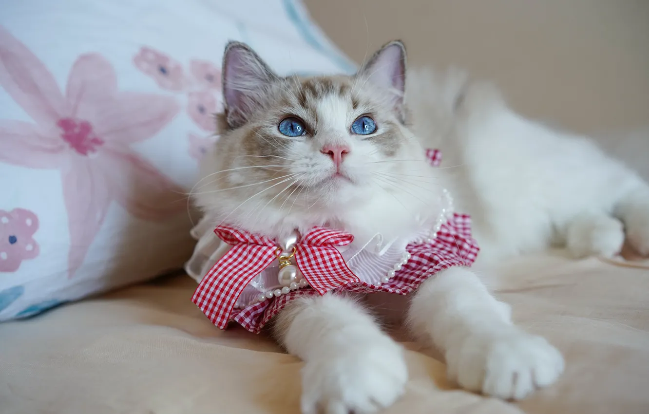 Photo wallpaper cat, pose, paws, bed, lies, blue eyes, bow, elegant