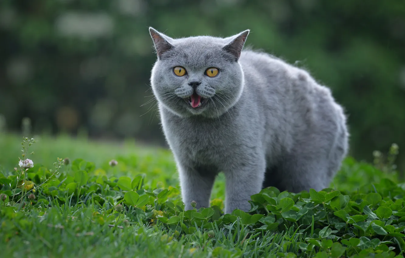 Photo wallpaper greens, language, cat, cat, look, pose, grey, glade