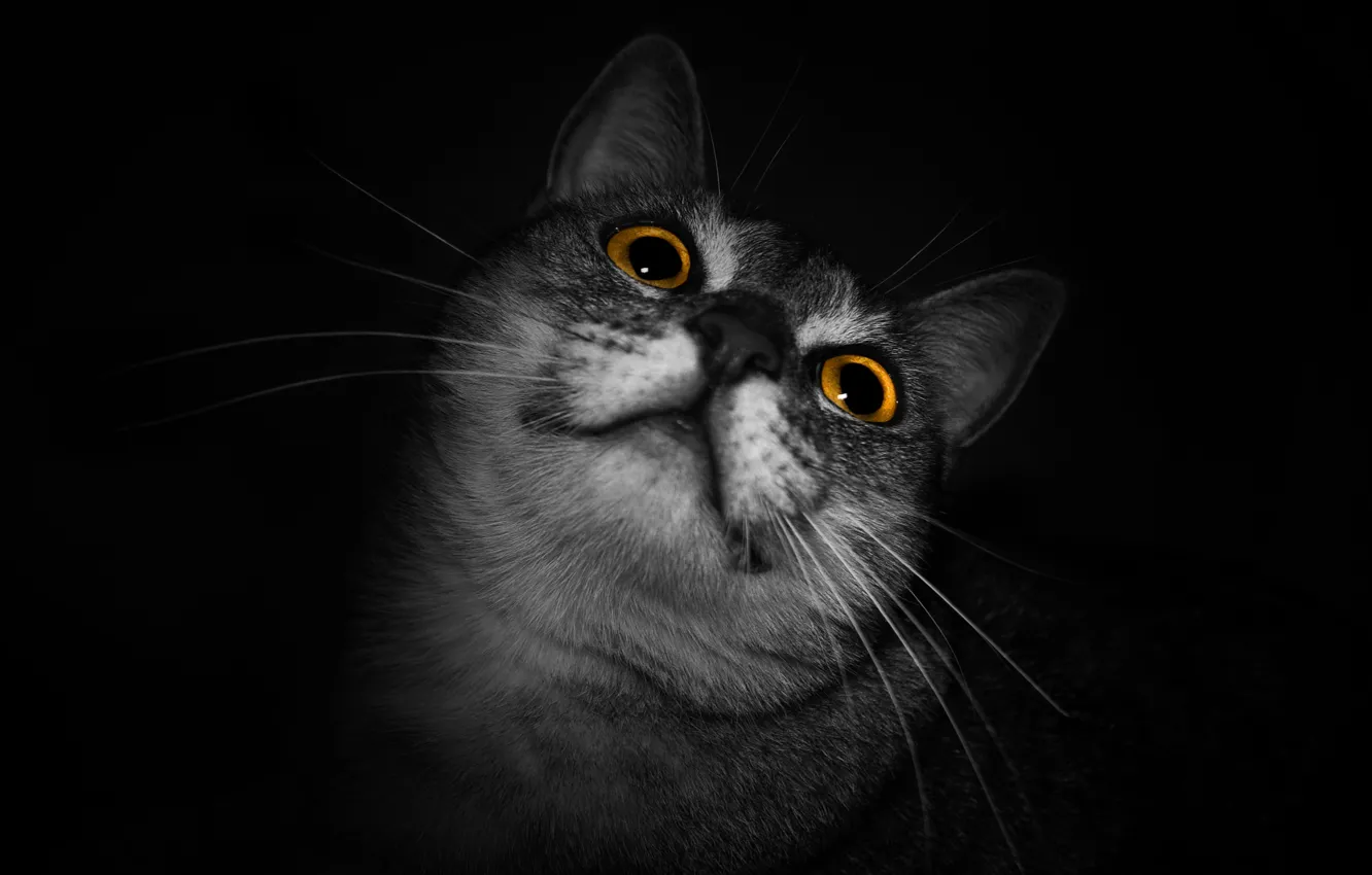 Photo wallpaper cat, look, Koshak, Tomcat, Kote