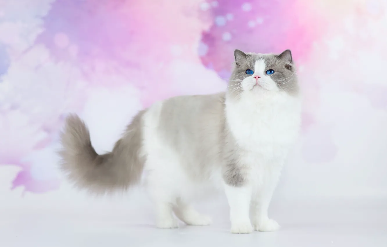 Photo wallpaper cat, cat, look, background, pink, fluffy, handsome, blue-eyed