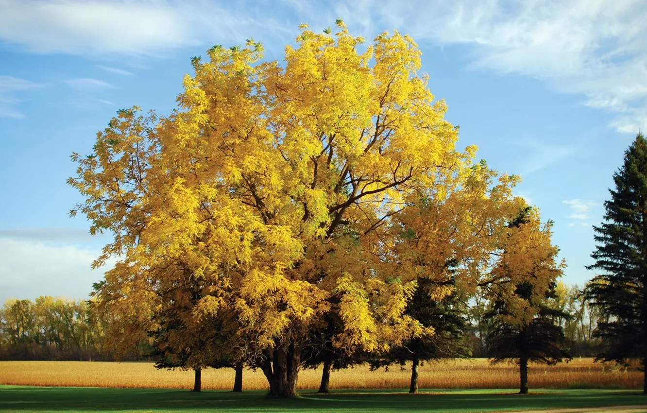 Photo wallpaper green, nature, big tree, buty
