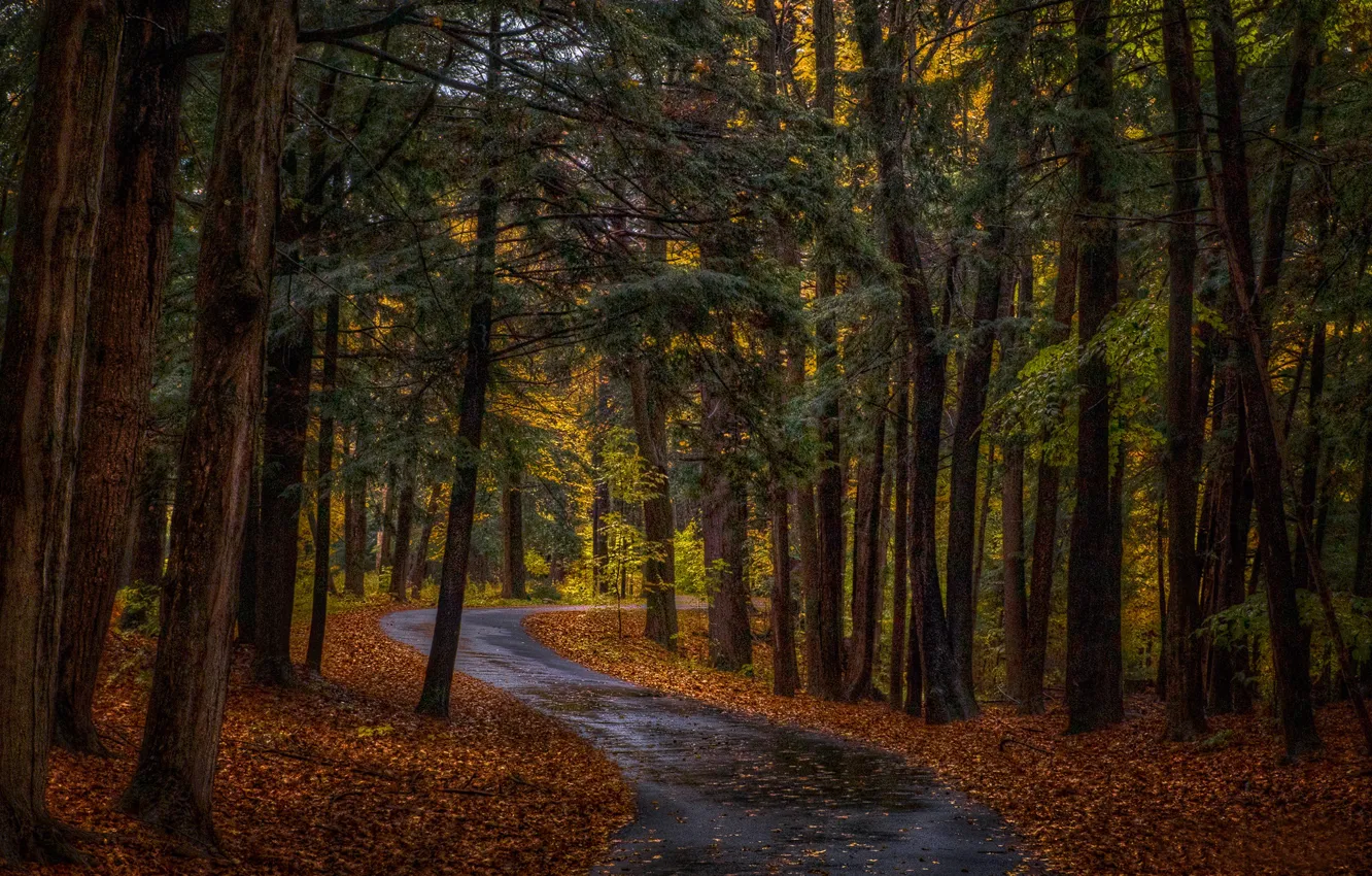 Photo wallpaper road, autumn, forest, trees