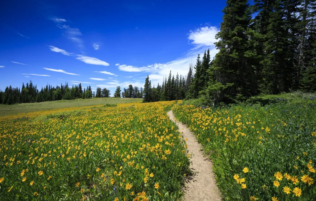 Photo wallpaper yellow, flowers, blue, path, ate, forest, field, meadow