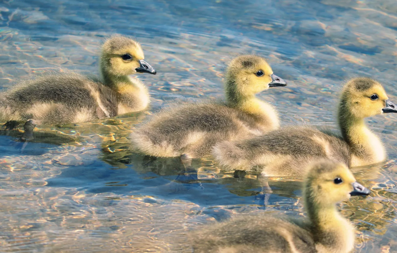 Photo wallpaper water, birds, duck, company, ducklings, Chicks, pond, swimming