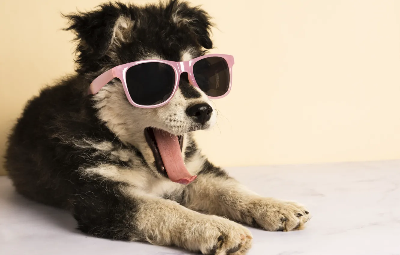 Photo wallpaper language, dog, glasses, puppy, dog, dog