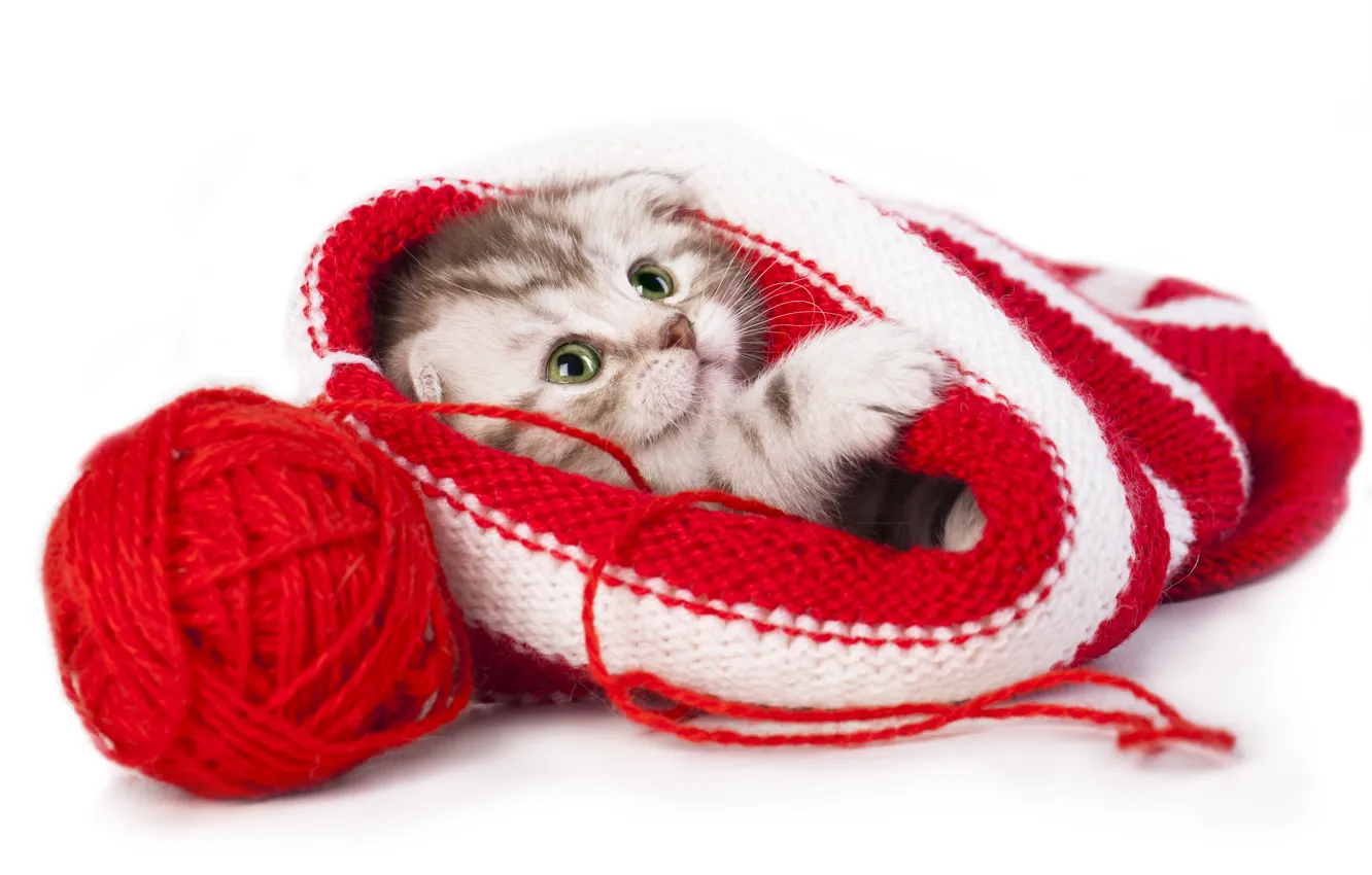 Photo wallpaper tangle, hat, baby, kitty, thread, Scottish fold, Scottish fold cat