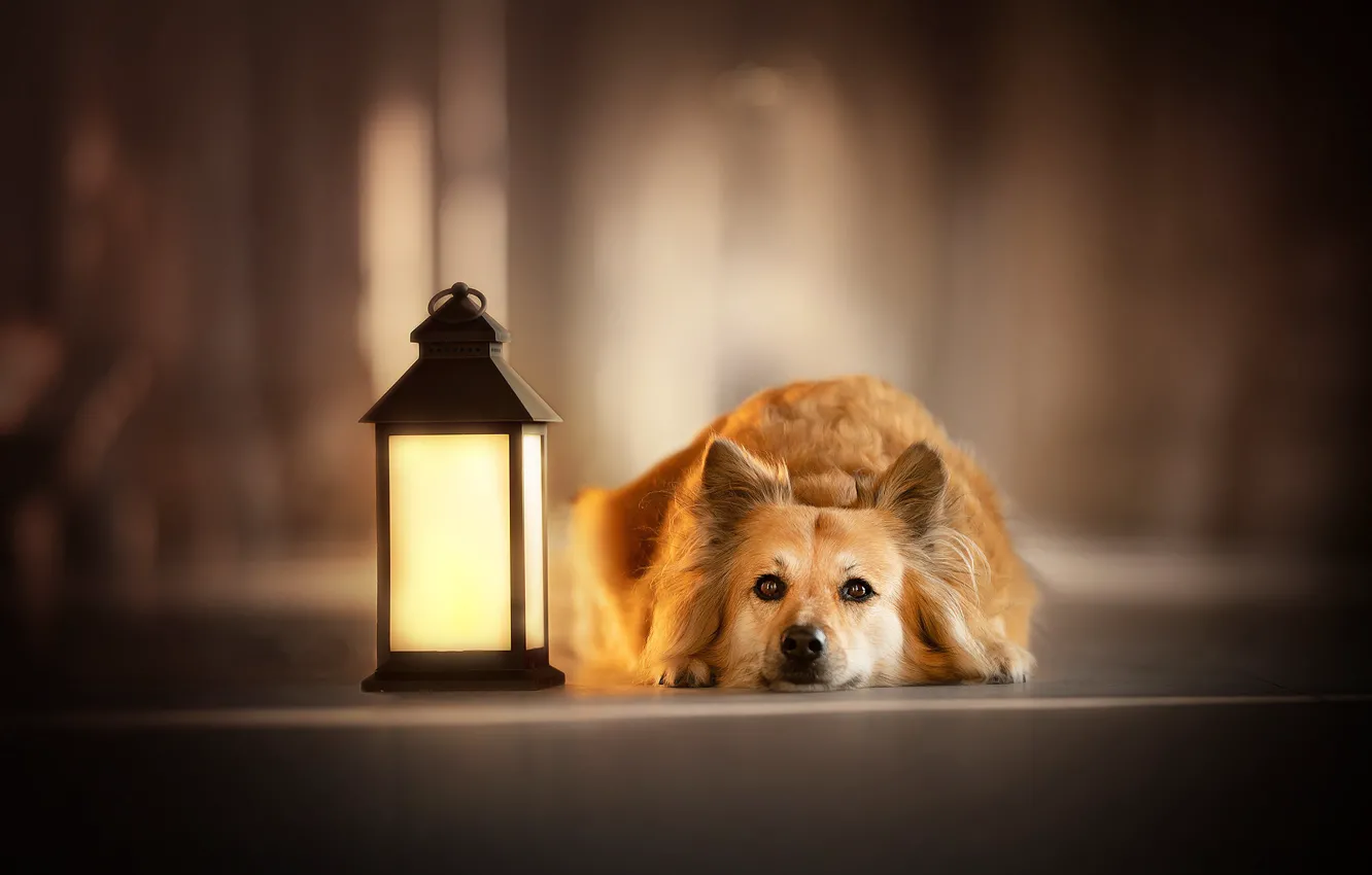 Photo wallpaper look, face, dog, lights, bokeh