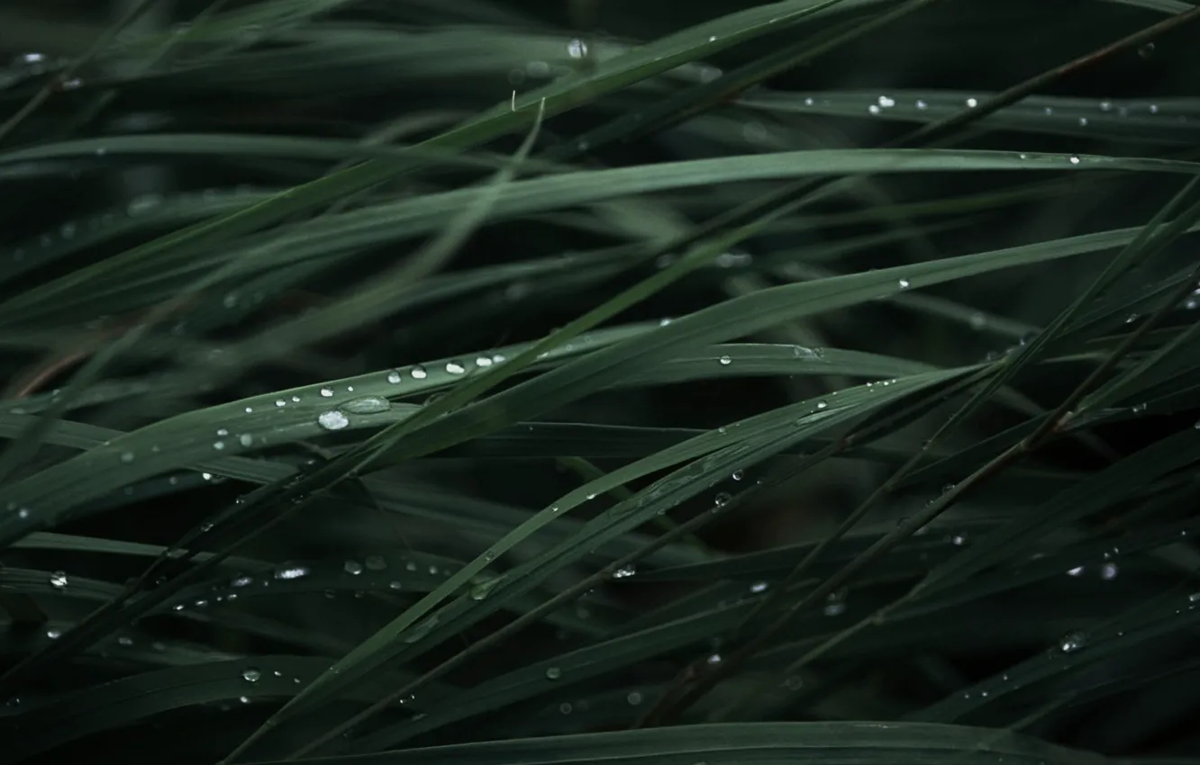 Photo wallpaper grass, leaves, drops, Rosa, a reed, calm background