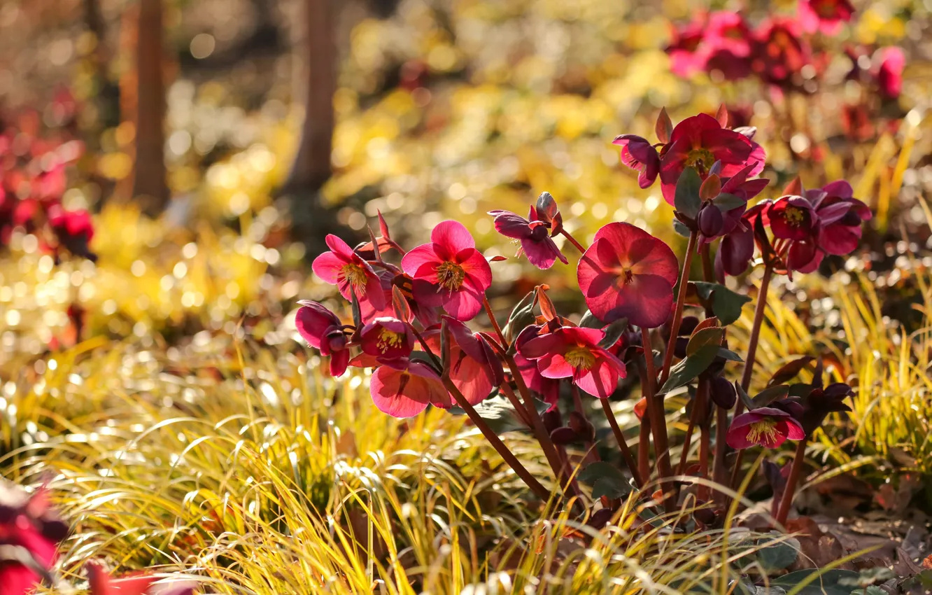 Photo wallpaper grass, light, flowers, red, glade, bokeh
