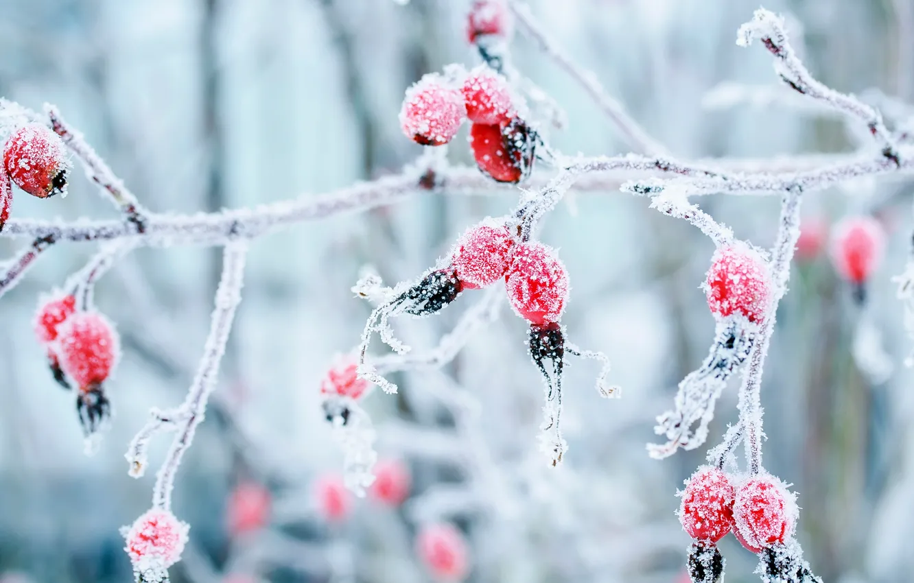 Photo wallpaper winter, frost, macro, branches, berries, frost, briar