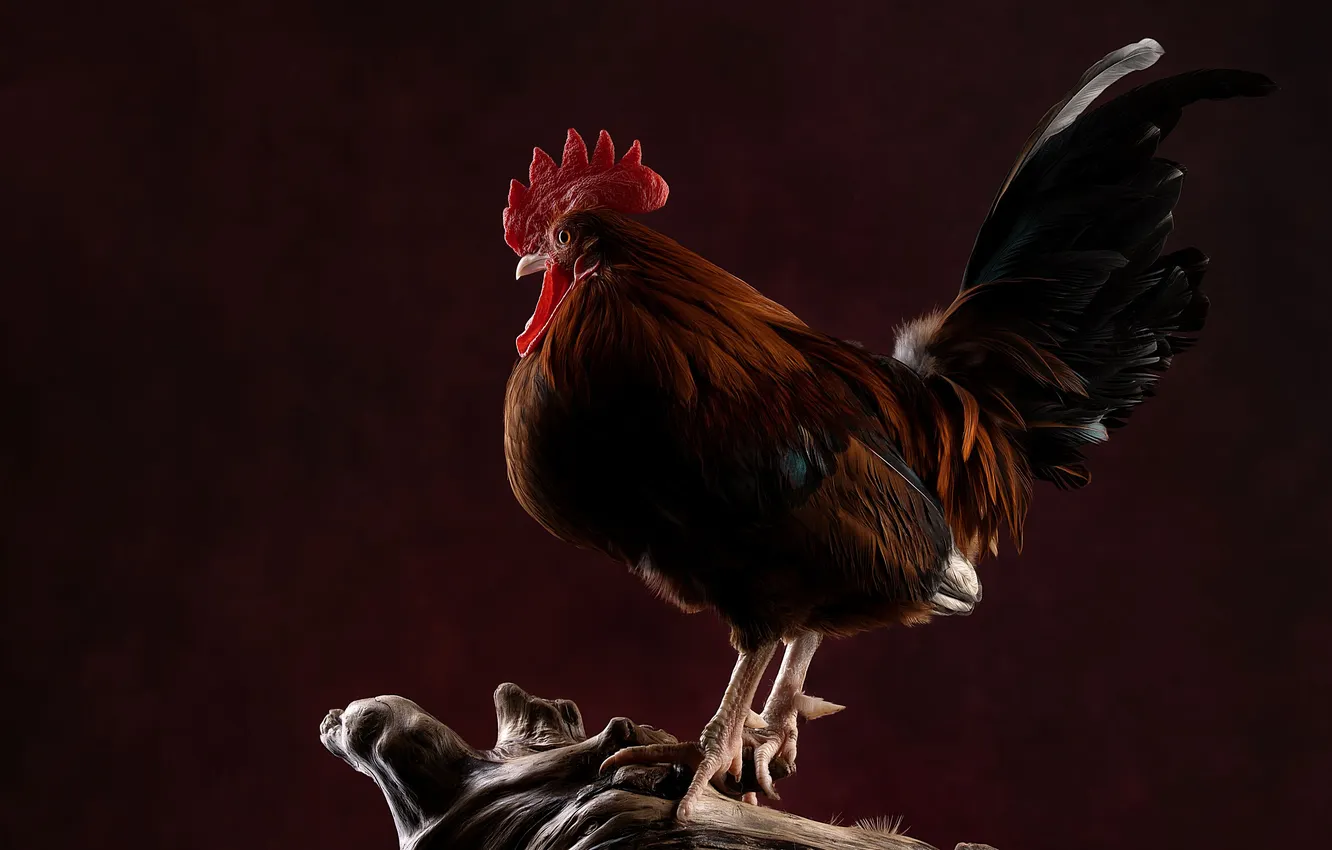 Photo wallpaper photos, Svetlana Pisareva, Vietnamese cock