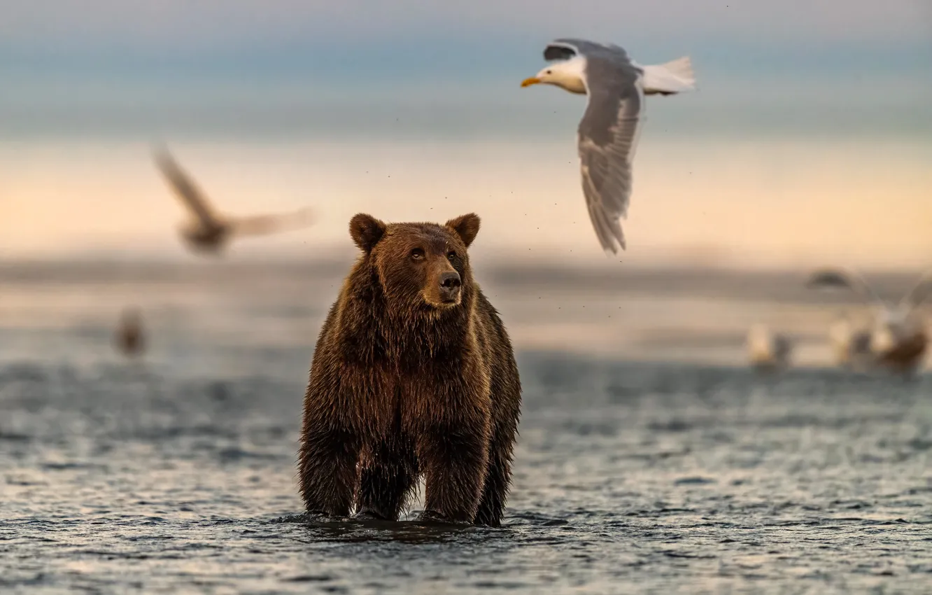 Photo wallpaper water, nature, bird, seagulls, bear, bokeh, brown