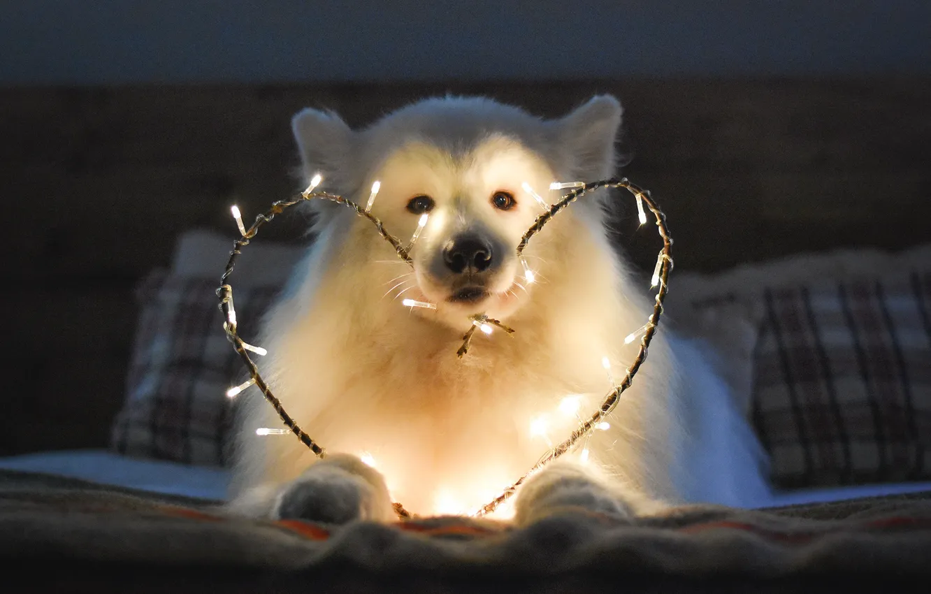 Photo wallpaper dog, look, pose, face, Samoyed