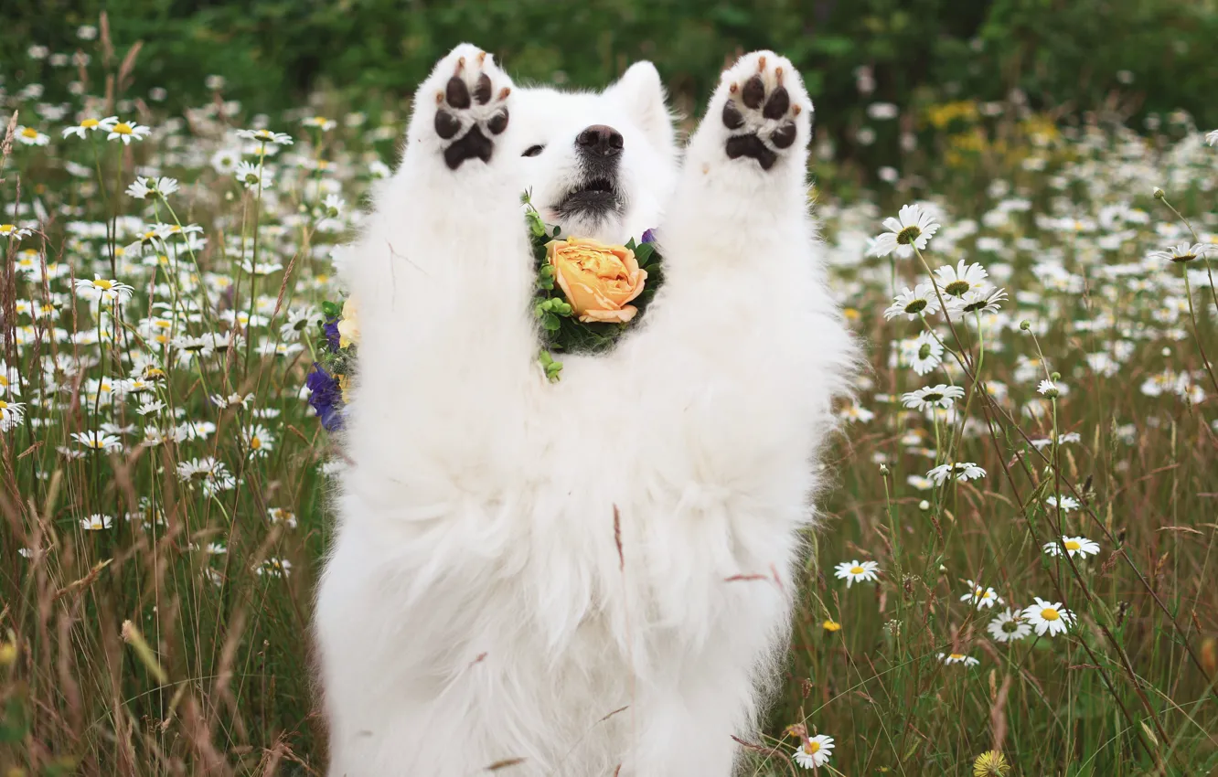 Photo wallpaper look, pose, dog, face, Samoyed
