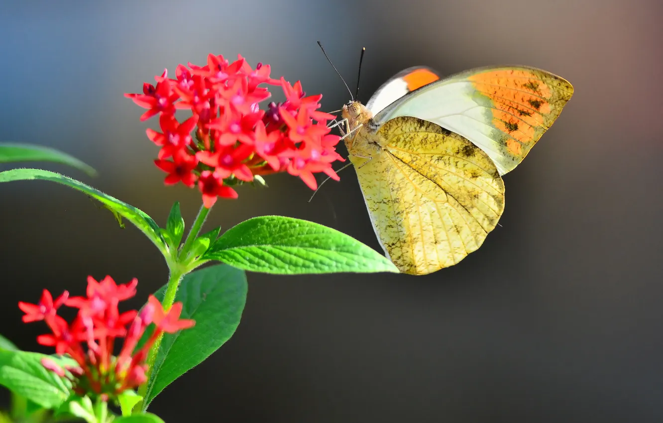 Photo wallpaper flowers, red, background, butterfly, blur