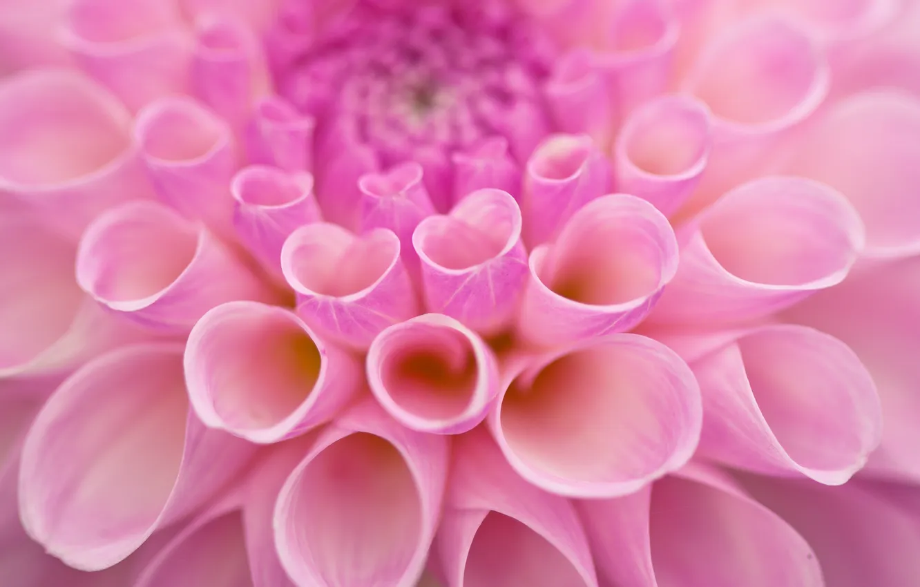 Photo wallpaper macro, flowers, petals, pink, dahlias, Dahlia