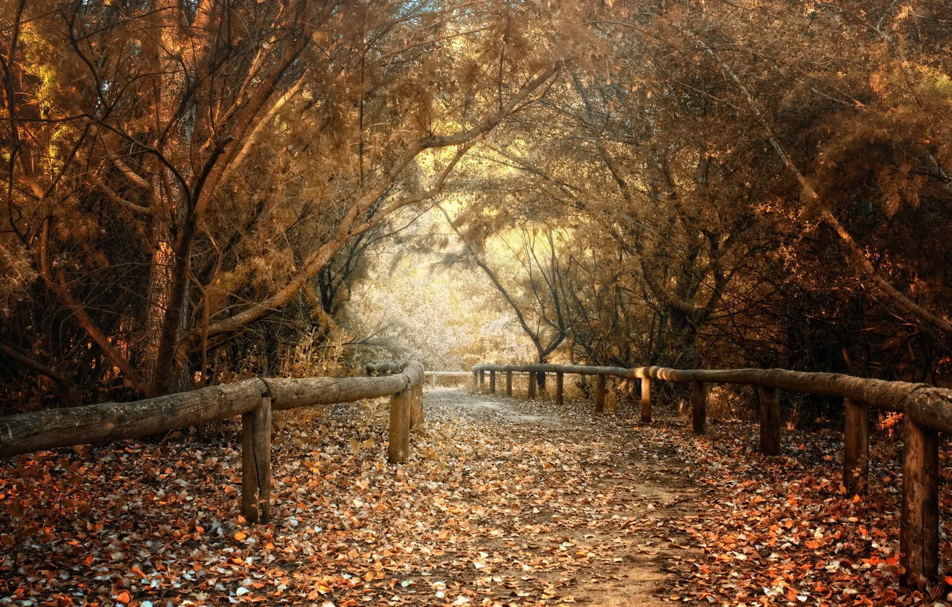 Photo wallpaper autumn, nature, Park