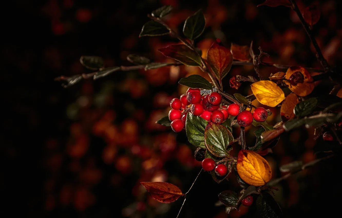 Photo wallpaper autumn, leaves, macro, berries, branch