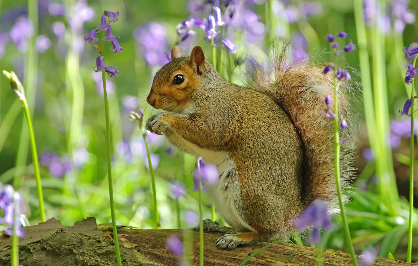 Photo wallpaper flowers, protein, log