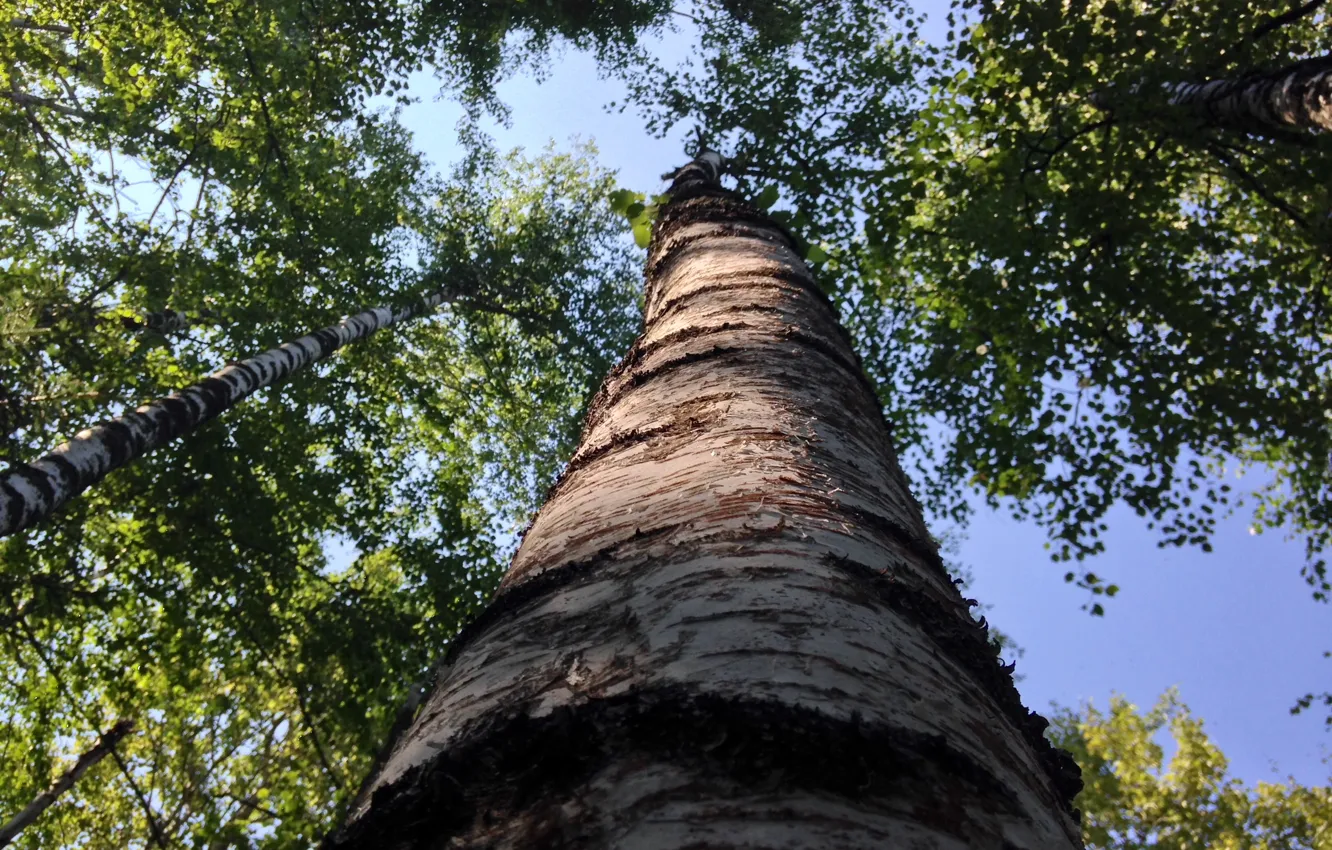 Photo wallpaper forest, summer, the sky, trunk, birch, grove