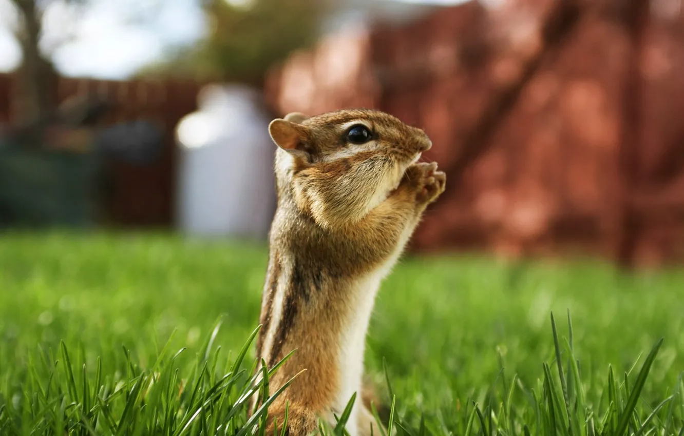 Photo wallpaper grass, Chipmunk, rodent
